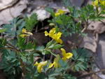 Corydalis Flavula